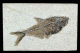 Fossil Fish (Diplomystus) - Green River Formation #129555-1